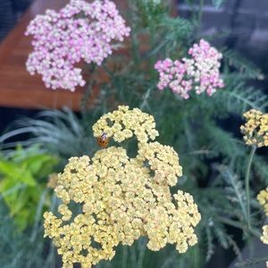 Meet your Posher, Elise